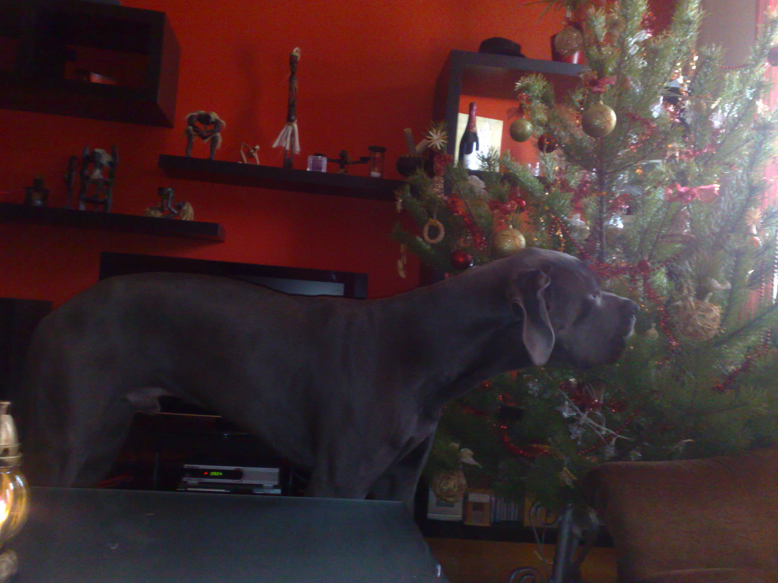 24122008193.jpg