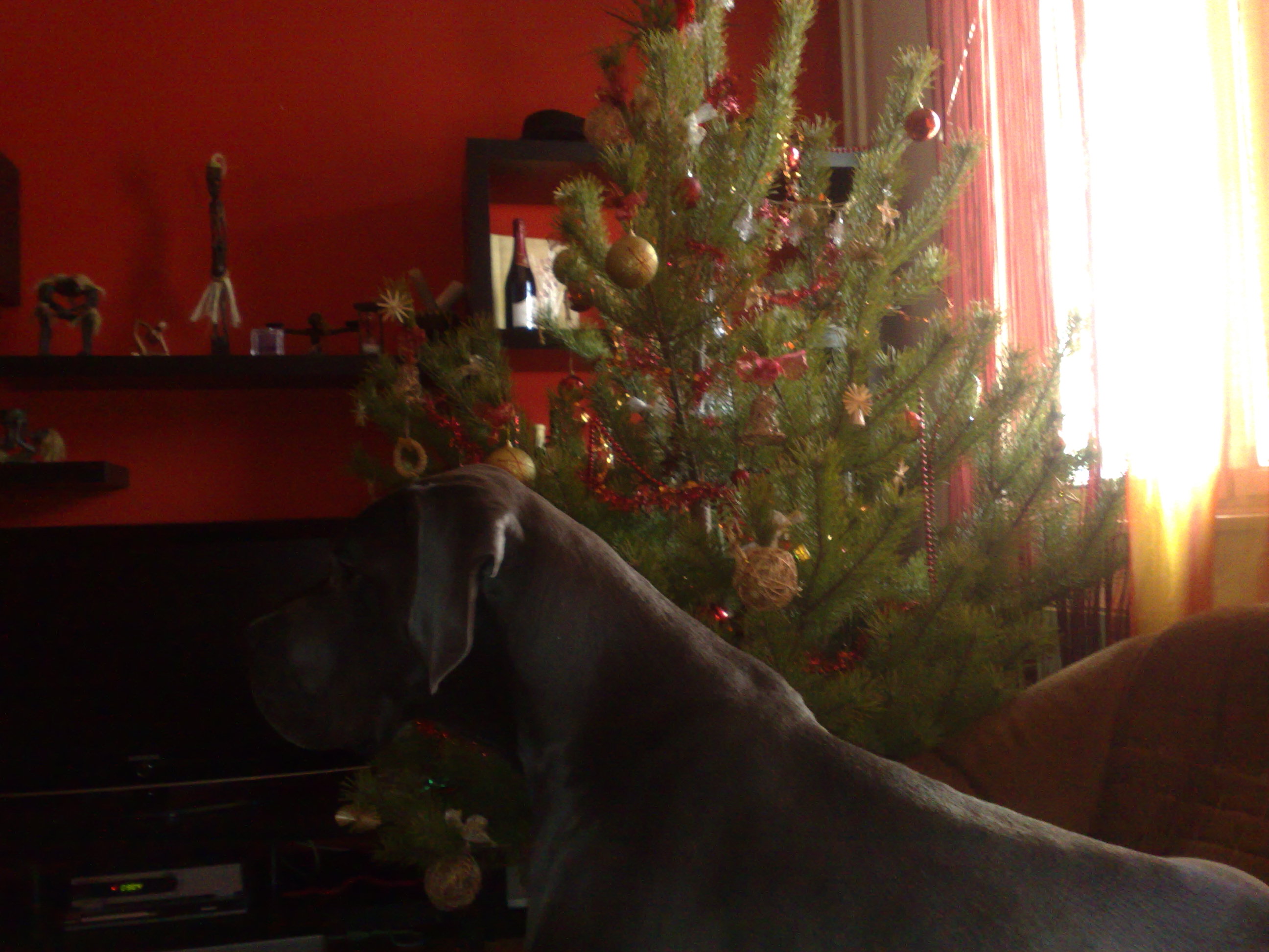 24122008194.jpg